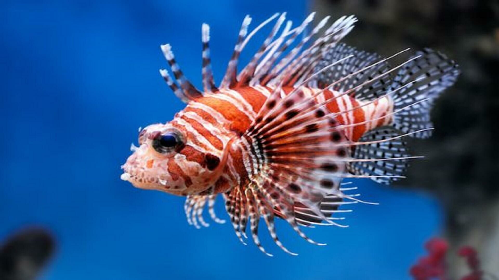 Imagem do Peixe-Leão